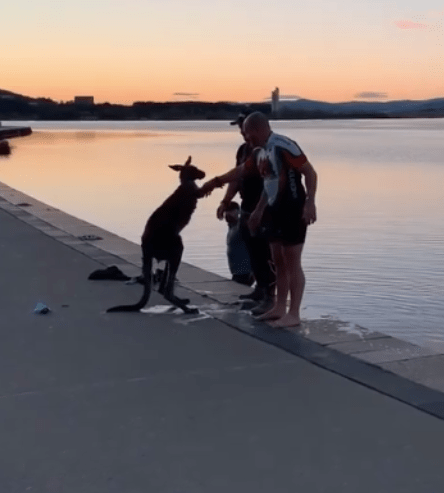 Thankful kangaroo offers a handshake after three men save it from freezing lake